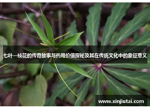 七叶一枝花的传奇故事与药用价值探秘及其在传统文化中的象征意义